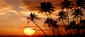 PalmTreeBanner